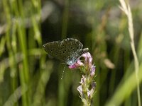 Maculinea rebeli 46, Berggentiaanblauwtje, Saxifraga-Willem van Kruijsbergen