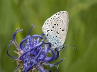 Maculinea rebeli 48, Berggentiaanblauwtje, Saxifraga-Luuk Vermeer