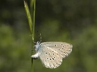 Maculinea rebeli 6, Berggentiaanblauwtje, female, Saxifraga-Marijke Verhagen