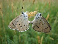 Maculinea teleius 12, Pimpernelblauwtje, Saxifraga-Arthur van Dijk
