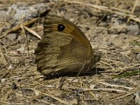 Maniola jurtina 10, Bruin zandoogje, female, Saxifraga-Jan van der Straaten