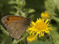 Maniola jurtina 100, Bruin zandoogje, Saxifraga-Jan van der Straaten