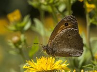 Maniola jurtina 103, male, Bruin zandoogje, Saxifraga-Marijke Verhagen