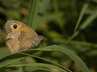 Maniola jurtina 105, Bruin zandoogje, Saxifraga-Jan van der Straaten