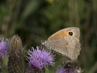 Maniola jurtina 109, Bruin zandoogje, Saxifraga-Willem van Kruijsbergen