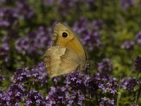 Maniola jurtina 11, Bruin zandoogje, female, Saxifraga-Marijke Verhagen