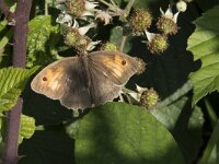 Maniola jurtina 110, Bruin zandoogje, Saxifraga-Willem van Kruijsbergen