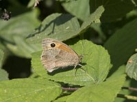 Maniola jurtina 111, Bruin zandoogje, Saxifraga-Willem van Kruijsbergen