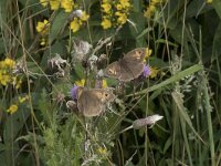Maniola jurtina 113, Bruin zandoogje, Saxifraga-Willem van Kruijsbergen