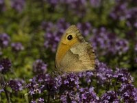 Maniola jurtina 13, Bruin zandoogje, female, Saxifraga-Marijke Verhagen