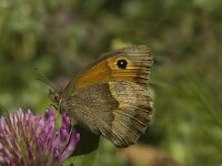 Maniola jurtina 14, Bruin zandoogje, female, Saxifraga-Jan van der Straaten