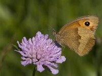 Maniola jurtina 17, Bruin zandoogje, female, Saxifraga-Marijke Verhagen