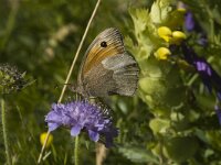 Maniola jurtina 19, Bruin zandoogje, female, Saxifraga-Jan van der Straaten