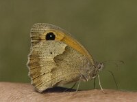 Maniola jurtina 21, Bruin zandoogje, female, Saxifraga-Marijke Verhagen