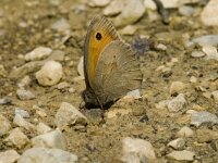 Maniola jurtina 31, Bruin zandoogje, male, Saxifraga-Jan van der Straaten