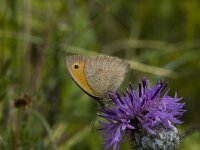 Maniola jurtina 38, Bruin zandoogje, male, Saxifraga-Jan van der Straaten
