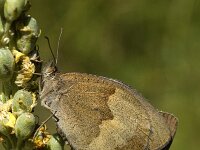 Maniola jurtina 4, Bruin zandoogje, Saxifraga-Marijke Verhagen