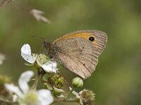 Maniola jurtina 45, Bruin zandoogje, Vlinderstichting-Henk Bosma