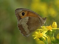 Maniola jurtina 46, Bruin zandoogje, Vlinderstichting-Joost Uittenbogaard