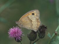 Maniola jurtina 48, Bruin zandoogje, Vlinderstichting-Nely Honig