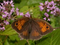 Maniola jurtina 50, Bruin zandoogje, Saxifraga-Peter Meininger