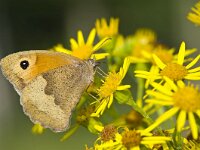 Maniola jurtina 53, Bruin zandoogje, Saxifraga-Rik Kruit