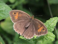 Maniola jurtina 60, Bruin zandoogje, Saxifraga-Peter Meininger