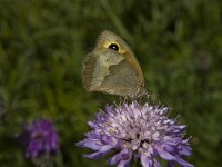 Maniola jurtina 64, Bruin zandoogje, female, Saxifraga-Marijke Verhagen