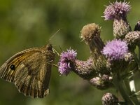 Maniola jurtina 67, Bruin zandoogje, male, Saxifraga-Jan van der Straaten