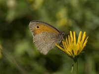 Maniola jurtina 69, Bruin zandoogje, Saxifraga-Willem van Kruijsbergen