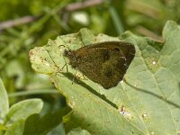 Maniola jurtina 73, Bruin zandoogje, Saxifraga-Willem van Kruijsbergen