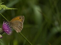 Maniola jurtina 74, Bruin zandoogje, Saxifraga-Jan van der Straaten