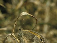 Maniola jurtina 8, Bruin zandoogje, Vlinderstichting-Kars Veling