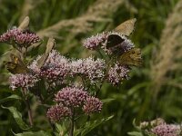 Maniola jurtina 80, Bruin zandoogje, Saxifraga-Jan van der Straaten