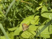Maniola jurtina 83, Bruin zandoogje, Saxifraga-Jan van der Straaten