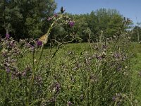 Maniola jurtina 95, Bruin zandoogje, habitat, NL, Noord-Brabant, Oirschot, De Mortelen, Saxifraga-Jan van der Straaten