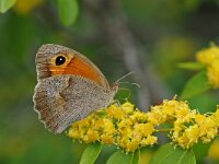 Maniola telmessia, Turkish Meadow Brown