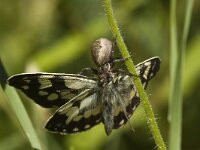 Melanargia galathea, Marbled White