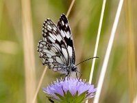 Melanargia galathea 122, Dambordje, Saxifraga-Bart Vastenhouw