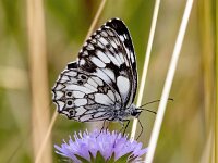 Melanargia galathea 125, Dambordje, Saxifraga-Bart Vastenhouw
