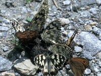 Melanargia galathea 13, Dambordje, Vlinderstichting-Kars Veling