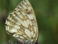 Melanargia galathea 18, Dambordje, female, Saxifraga-Jan van der Straaten