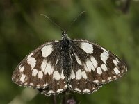 Melanargia galathea 26, Dambordje, female, Saxifraga-Jan van der Straaten