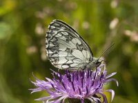 Melanargia galathea 28, Dambordje, male, Saxifraga-Jan van der Straaten