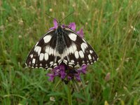 Melanargia galathea 62, Dambordje, Saxifraga-Jan Willem Jongepier