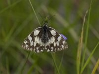 Melanargia galathea 74, Dambordje, Saxifraga-Willem van Kruijsbergen