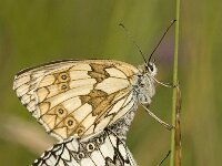 Melanargia galathea 8, Dambordje, Saxifraga-Jan van der Straaten