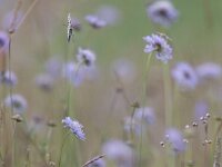 Melanargia galathea 90, Dambordje, Saxifraga-Mark Zekhuis