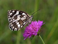 Melanargia galathea 91, Dambordje, Saxifraga-Hans Dekker