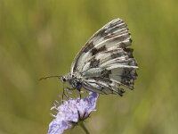 Melanargia galathea 96, Dambordje, Saxifraga-Willem van Kruijsbergen
